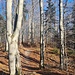 Am Kamm, zwar im Wald, aber doch mit Sonnenschein 