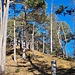 Schöner, lichter Kiefernwald 