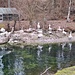 Pelikane im Dählhölzli-Zoo