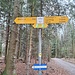 Wislerwald 