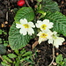 sie wollen nicht mehr auf den Frühling warten