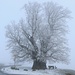 Le tilleul de Linn, très hivernal aujourd'hui