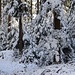 ein Hach Winter