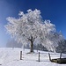 wunderschön winterlicher Baum auf der Alp ob Obere Flue