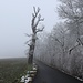Pas grand-chose à voir, mis à part des arbres givrés