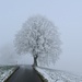 Arbre isolé au-dessus d'Uebschi
