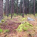 Noch ist alles grün auf dem Weg zum Lohberger Steindl