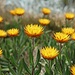 Hübsche Blumen