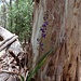 Dianella tasmanica - in Echt waren die dunkelblau und nicht lila!
