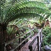 Tree Fern Walk