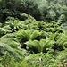 Tree Ferns beim Abstieg vom Camp Creek Gap zum Forstweg