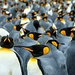 Königspinguine
