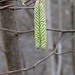Ei, der Frühling kommt. Es ist der 4. Februar. 
