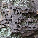 Filigranerosion