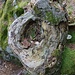 Buchenauge