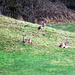 Nachmittagspause wilder Rehe.
