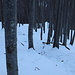 Bosco di faggi prima dell'alpe Cortino