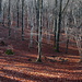 bel bosco di faggi