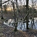 Im Inselwäldchen. Langsam wirds kalt.