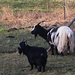 ... einigen Bewohnern ...
... die mir ihre Kehrseite zuwenden.? Hihi