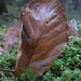 Blatt mit ?