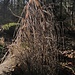 Schachtelhalme I