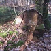 Stilleben mit Baumigem, Ästen und Moos