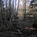 Ich wende mich gleich nach Norden und stoße wenig unterhalb der "Quelle" auf den Herrenwald-Graben
