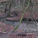 Schlingschlang (Kränkenbühlgraben)