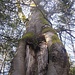 Monumentaler <s>Einzelbaum</s> ENT ...
