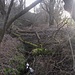 Ziemlich verhauen - rechts abgezäunte Wiese, links dichter Gestrüppstreifen, dazwischen der urige Graben, dem ich so gut es geht direkt folge (mit einigen Kraxeleien)