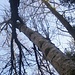 Eingefangen