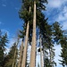 Dans la forêt au-dessus de Willisau, les arbres paraissent gigantesques