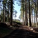 Dans la forêt au-dessus de Willisau