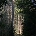 Ombre et lumière dans la forêt au-dessus de Willisau