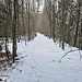 Im Wald zum Tössstock
