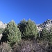 unten kurz durch Wald und Gebüsch