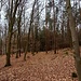 Hier an der Hütte knickt der Waldrand nach links, ebenso der Waldrandweg. Im Wald gibt es einen weiteren Weg, der parallel zum ersten verläuft. Ich nahm hier einen dritten Weg, der nach Südwesten abzweigt, und zunächst kaum erkennbar ist. 