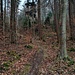 Auf dem Hubert-Henke-Weg wanderte ich nun ca. 700 Meter Richtung Norden, bis zu einer Stelle, an der ein unscheinbarer Pfad von rechts herunterkommt. Diesen hinauf...
