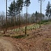 Ca. 300 Meter nach der Streiterhütte bog ich dann rechts ab, eine Lichtung querend, auf der Nachwuchsbäume gezogen werden. 