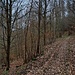 An einer T-Kreuzung bog ich links ab und wanderte wieder Richtung Klein-Bieberau. In der nächsten Linkskurve verließ ich diesen Weg aber nach rechts, bis nach einer Rechtskurve ein unbezeichneter Pfad halblinks abzweigt. Dieser quert durch dichten Wald hinüber...