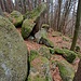 Zacken im Wald.