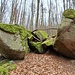 Ich verließ den Weg, um den nächsten Bouldern im Wald entlang zum nächsthöheren Parallelweg hinaufzuwandern. 