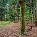 Auf dem Emil-Vogt-Weg. An einem Baum war erneut der Alemannenweg ausgeschildert, dazu ein rotes Quadrat, der Weg J1 und der Weg F2, wenn ich mich recht entsinne. Ich folgte hier dem Weg rechts hinunter...