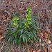 Stinkende Nieswurz (Helleborus foetidus) blühte zuhauf