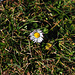 Mutiges Gänseblümchen