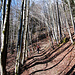 Auch im Wald wird's sonnig