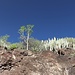 Vulkangestein und Kakteen