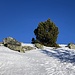 schöne Fels-Baum-Kombination