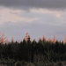 An der großen Lichtung - Panorama